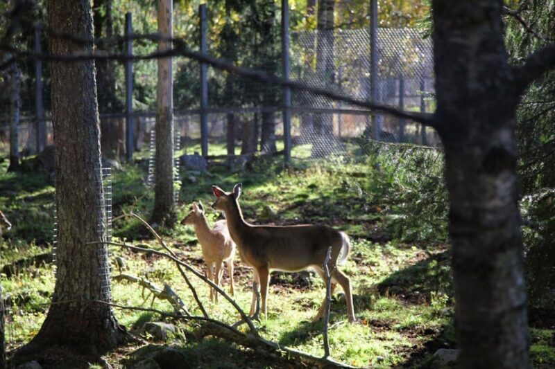 Rovaniemi: trip to the Ranua Zoo (transportation, tickets) - FAQ