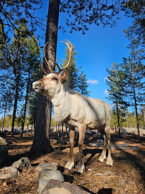 Rovaniemi: Visit Authentic Family-owned Reindeer Farm - A Practical Look at the Reindeer Farm Experience