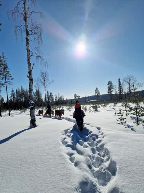 Rovaniemi: Winter Horseback Ride on Snowy Hills and Forests - An Honest Look at the Rovaniemi Winter Horseback Ride