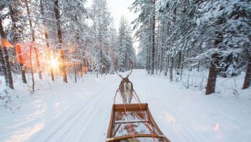 Rovaniemi: Winter Snowshoeing, Reindeer & Husky Sleigh Ride - What To Expect on This Arctic Adventure