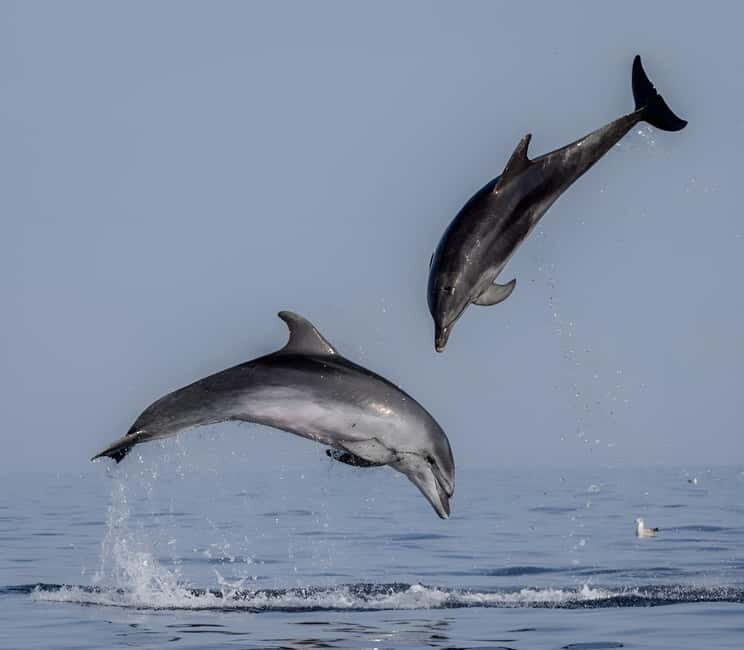 Rovinj: Dolphin Watching Sunset Speedboat Tour with Drinks - Key Points