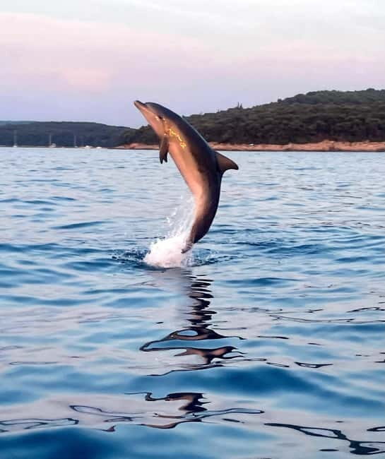 Rovinj: Shared Dolphin and Sunset Tour with Drinks - What to Expect from the Rovinj Dolphin and Sunset Tour