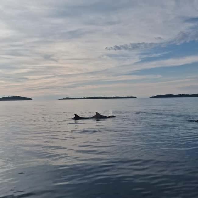 Rovinj: Shared Dolphin and Sunset Tour with Drinks - The Experience on the Water