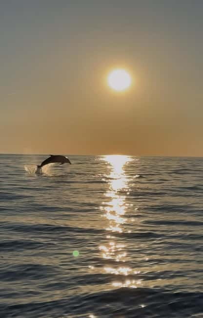 Rovinj: Shared Dolphin and Sunset Tour with Drinks - Who Should Consider This Tour?