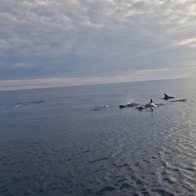 Rovinj: Shared Dolphin and Sunset Tour with Drinks - Final Thoughts