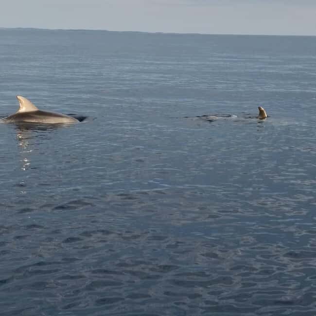 Rovinj: Shared Dolphin and Sunset Tour with Drinks - FAQ