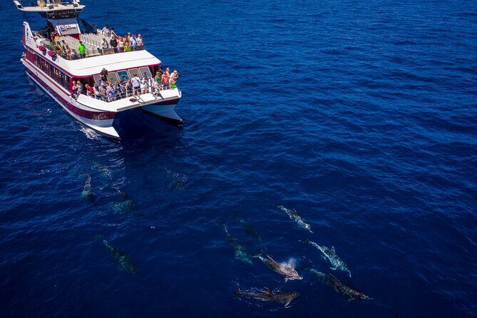 Royal Delfin - 2Hour Sustainable Dolphin & Whale Watching Mini Cruise - Who Is This Tour Best For?