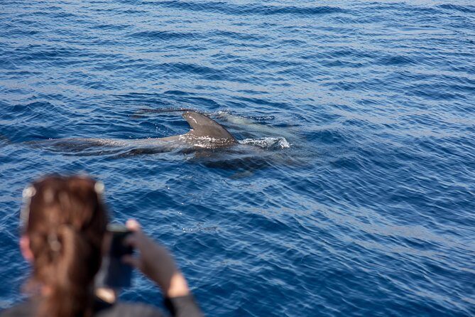 Royal Delfin - 2Hour Sustainable Dolphin & Whale Watching Mini Cruise - Final Thoughts