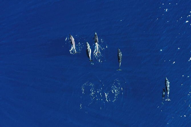 Royal Delfin 3H Dolphin & Whale Watching! Swimming & Lunch! - The Experience in Detail