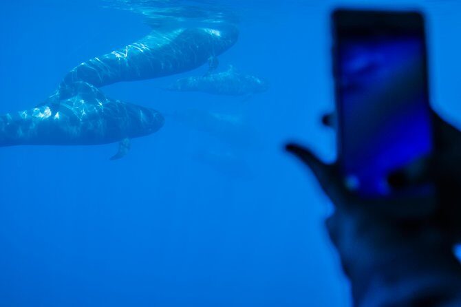 Royal Delfin - 4'5H Dolphin & Whale Watching - Los Gigantes Masca - Lunch & Swim - The Real Traveler Experience: The Positives