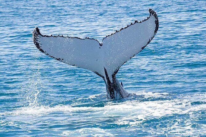 Royal Humpback Whale Exploration - What to Expect on the Water