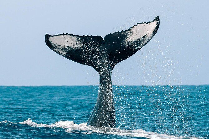 Royal Humpback Whale Exploration - What the Reviews Say