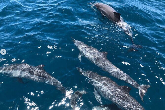 Royal Humpback Whale Exploration - Who Should Consider This Tour?