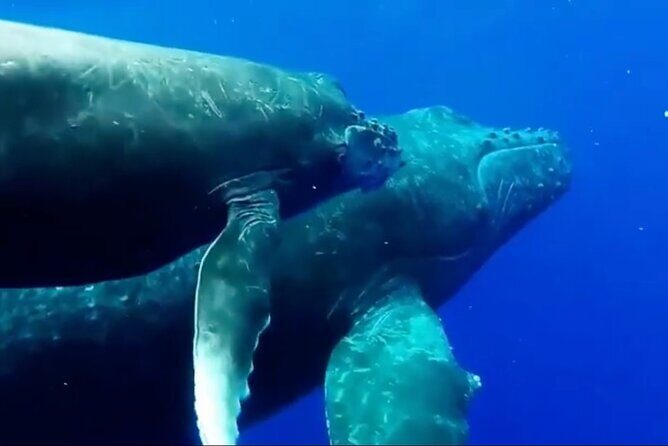 Royal Humpback Whale Exploration - FAQ