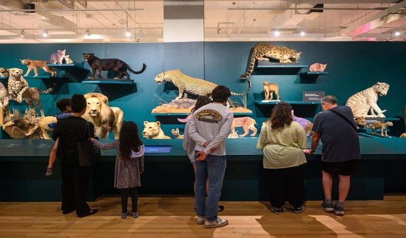 Royal Ontario Museum Revealed: A Guided Tour Through History - Key Points
