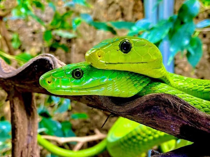 Royan: Planet Exotica Entry Ticket - Exploring the Park’s Highlights