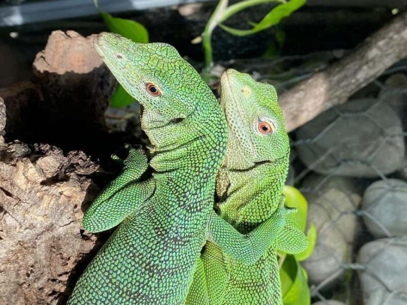 Royan: Planet Exotica Entry Ticket - The Realities: What to Keep in Mind