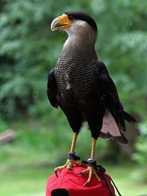 Ruhla: Ticket for a flight show with eagles, owls, and more. - The Variety of Birds