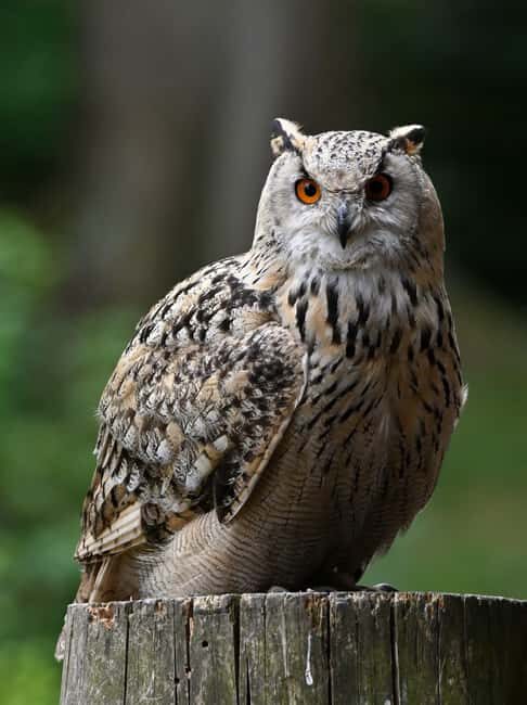 Ruhla: Ticket for a flight show with eagles, owls, and more. - Practical Information and Logistics