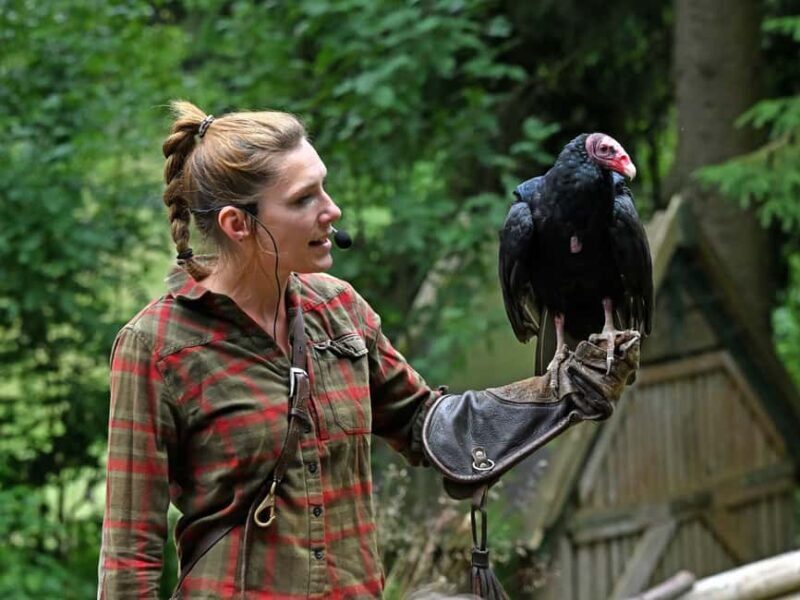 Ruhla: Ticket for a flight show with eagles, owls, and more. - FAQ