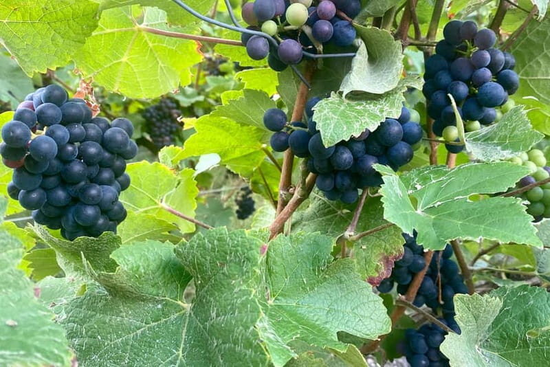 Ruinart Champagne Cellars Tastings Private trip from Paris - Who Should Consider This Tour?