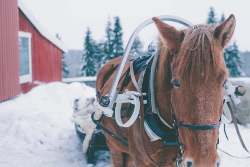 Ruka-Kuusamo: Horse-drawn Sleigh Ride in the Countryside - Practical Details and Tips