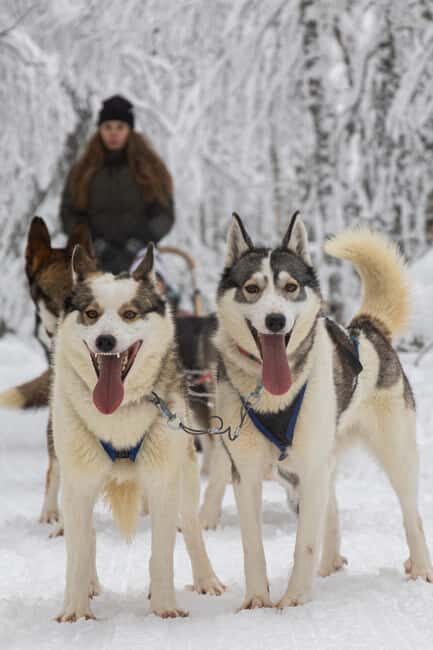 Ruka: Reindeer Ride and Husky Safari with Snacks - What to Expect from This Adventure in Lapland
