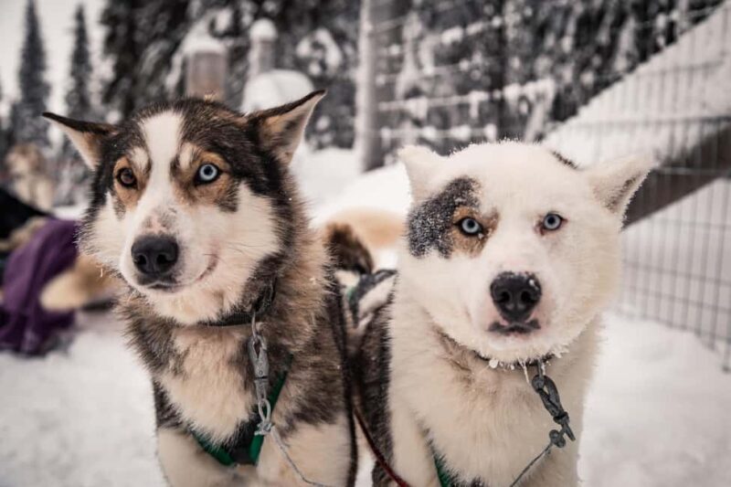 Ruka: Reindeer Ride and Husky Safari with Snacks - Practical Details and Considerations