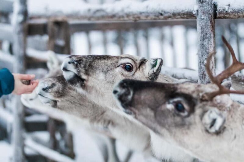 Ruka: Reindeer Ride and Husky Safari with Snacks - Who Should Consider This Tour?