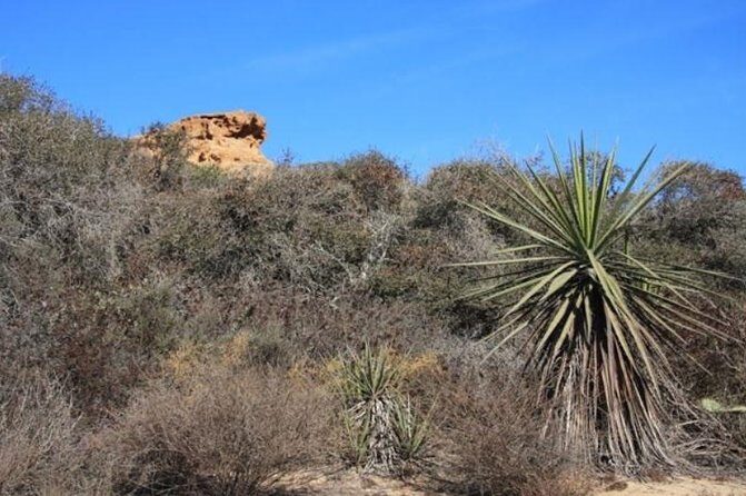 Runyon Canyon Hiking Tour - FAQs