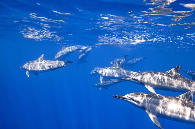 S. Tenerife: 2 Dives for Beginners (Beach + Boat Experience) - The Value of This Experience