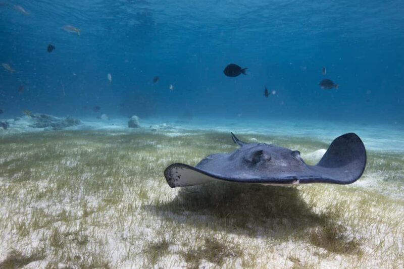 S. Tenerife: 2 Dives for Beginners (Beach + Boat Experience) - Practical Details and Considerations