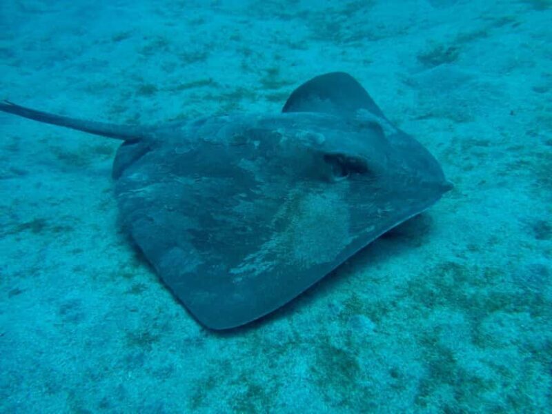 S. Tenerife: 2 Dives for Beginners (Beach + Boat Experience) - FAQ