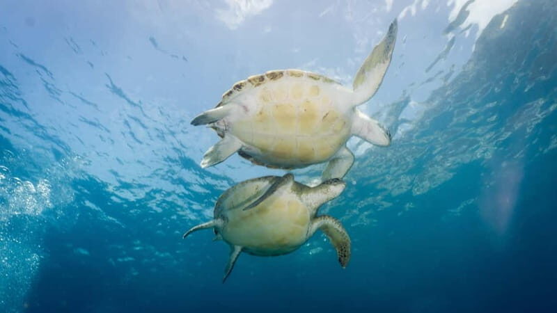 S Tenerife: Guided Boat Dive for Qualified Divers - Who Is This Tour Best Suited For?