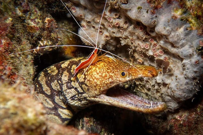 S Tenerife: Guided Boat Dive for Qualified Divers - FAQ
