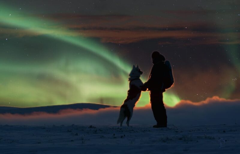 Saariselkä: Husky Safari with Aurora Borealis Hunt - Key Points