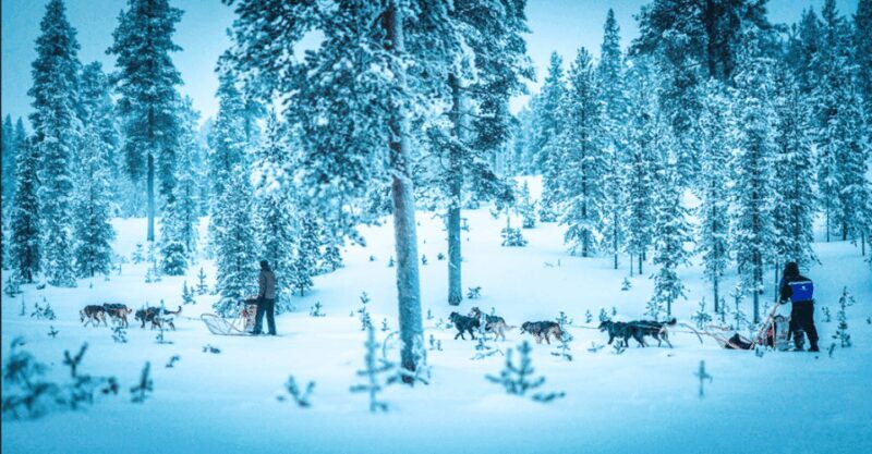 Saariselkä: Husky Safari with Aurora Borealis Hunt - What Is This Tour All About?