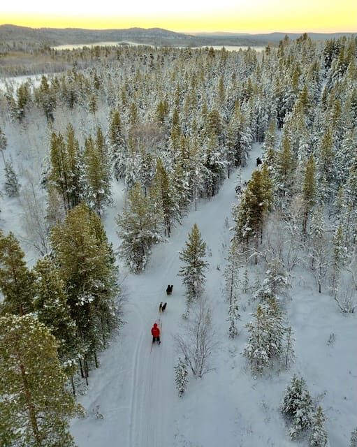 Saariselkä: Husky Safari with kennel visit - Key Points