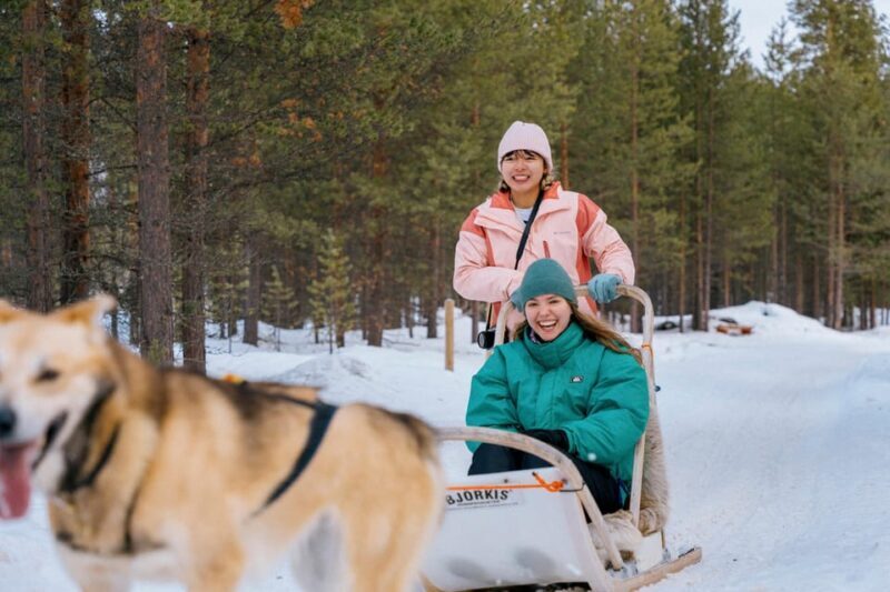 Saariselkä: Husky Safari with kennel visit - The Itinerary Breakdown