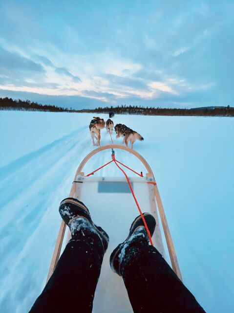Saariselkä: Husky Safari with kennel visit - The Guide and Company
