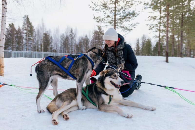 Saariselkä: Husky Safari with kennel visit - Who Will Love This Tour?