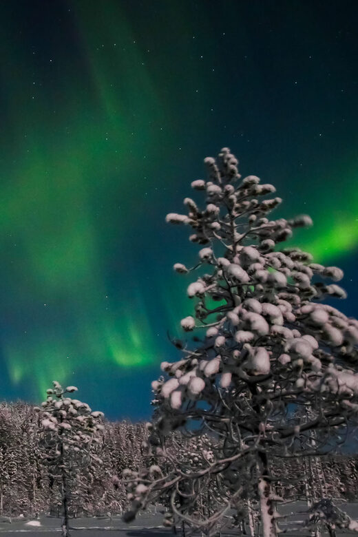 Saariselkä: Northern Lights Hunting Snowshoe Trip - What’s Included and How Does the Pricing Stack Up?