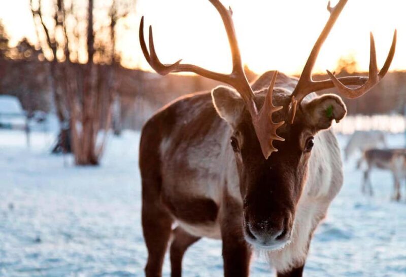Saariselkä: Reindeer Farm Experience with Snack and Drinks - Setting the Scene: What Is This Tour All About?