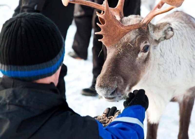Saariselkä: Reindeer Farm Experience with Snack and Drinks - What’s the Experience Like in Practice?