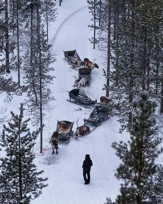 Saariselkä : Reindeer Sleigh Ride with Snacks & Hot Drink - What You Can Expect from the Tour