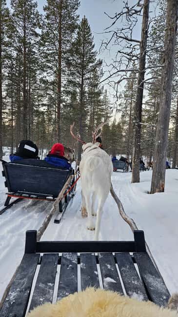 Saariselkä : Reindeer Sleigh Ride with Snacks & Hot Drink - The Value Proposition