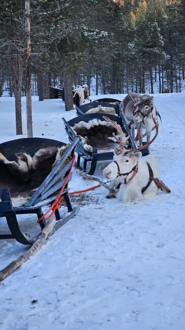 Saariselkä : Reindeer Sleigh Ride with Snacks & Hot Drink - Who Is This Tour Best For?
