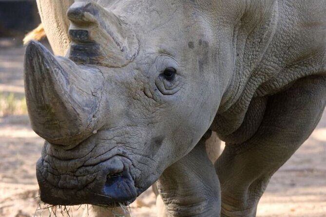 Sacramento Zoo General Admission Ticket - What to Expect at the Sacramento Zoo