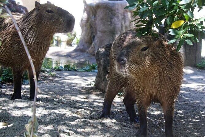 Sacramento Zoo General Admission Ticket - Final Thoughts: Who Is This Experience Best For?