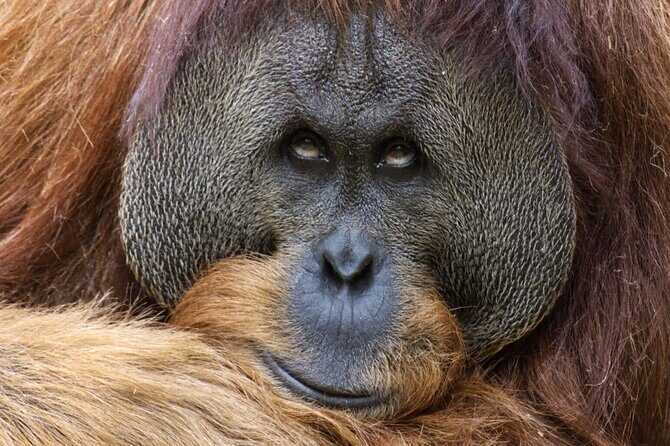 Sacramento Zoo General Admission Ticket - FAQ